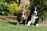 BORDER COLLIE 1223